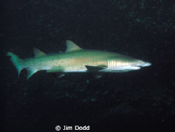 Australias east coast Grey Nurse Shark. Photo taken at th... by Jim Dodd 